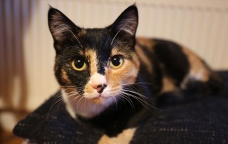 Stunning calico cat Tammy