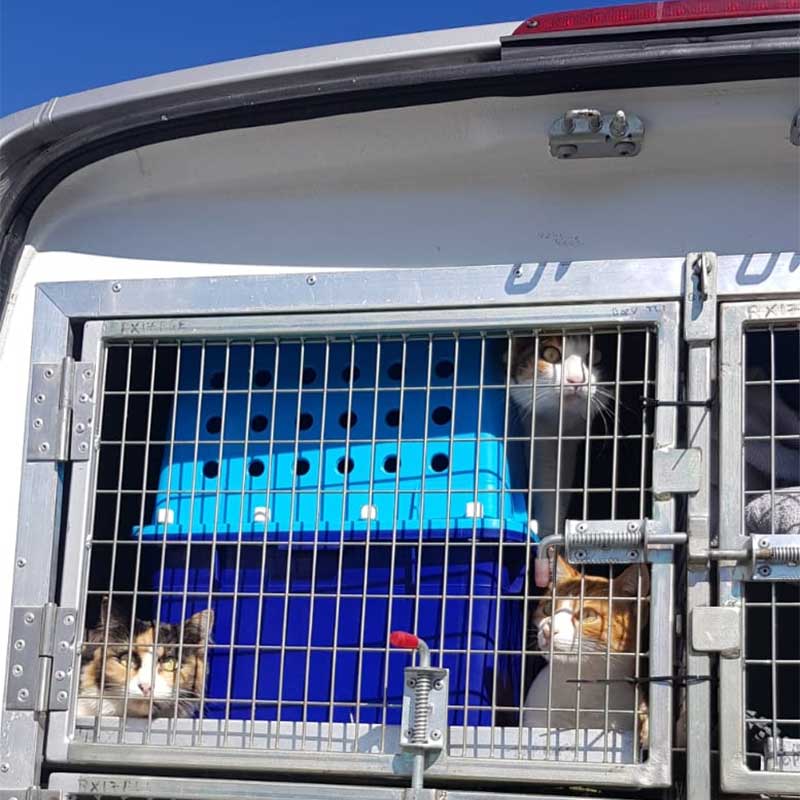 The three cats keeping a close eye on events going on around them