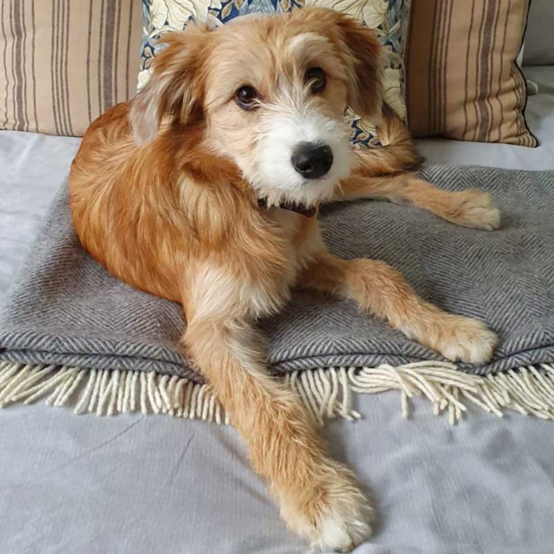 Coco has clearly landed on her paws. Melissa wrote to say: "Coco is amazing, super sweet, very lovely and well behaved." Very wisely, she continues: "We have a dog trainer coming on Monday for some tips about obedience and relationship with our cats."