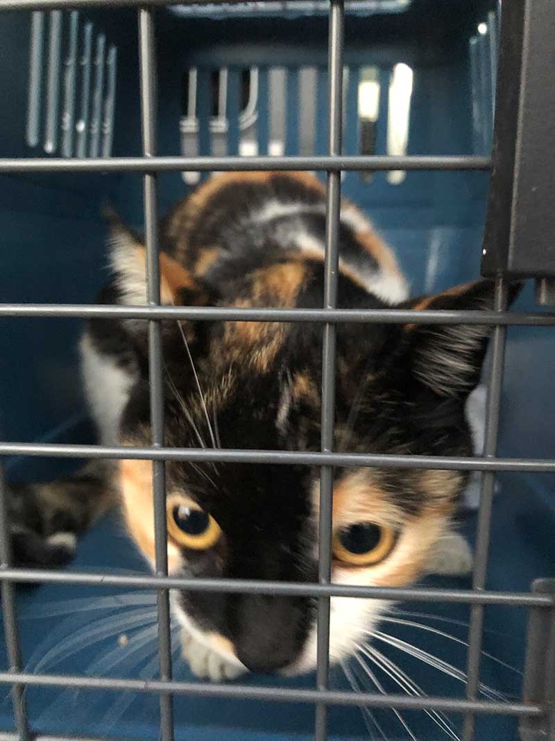 Gorgeous calico Womble prefers a room to herself