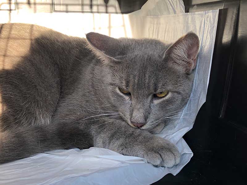 The darling boy was a bit grumpy at having been plucked from his comfy sofa and plonked in a travel box!