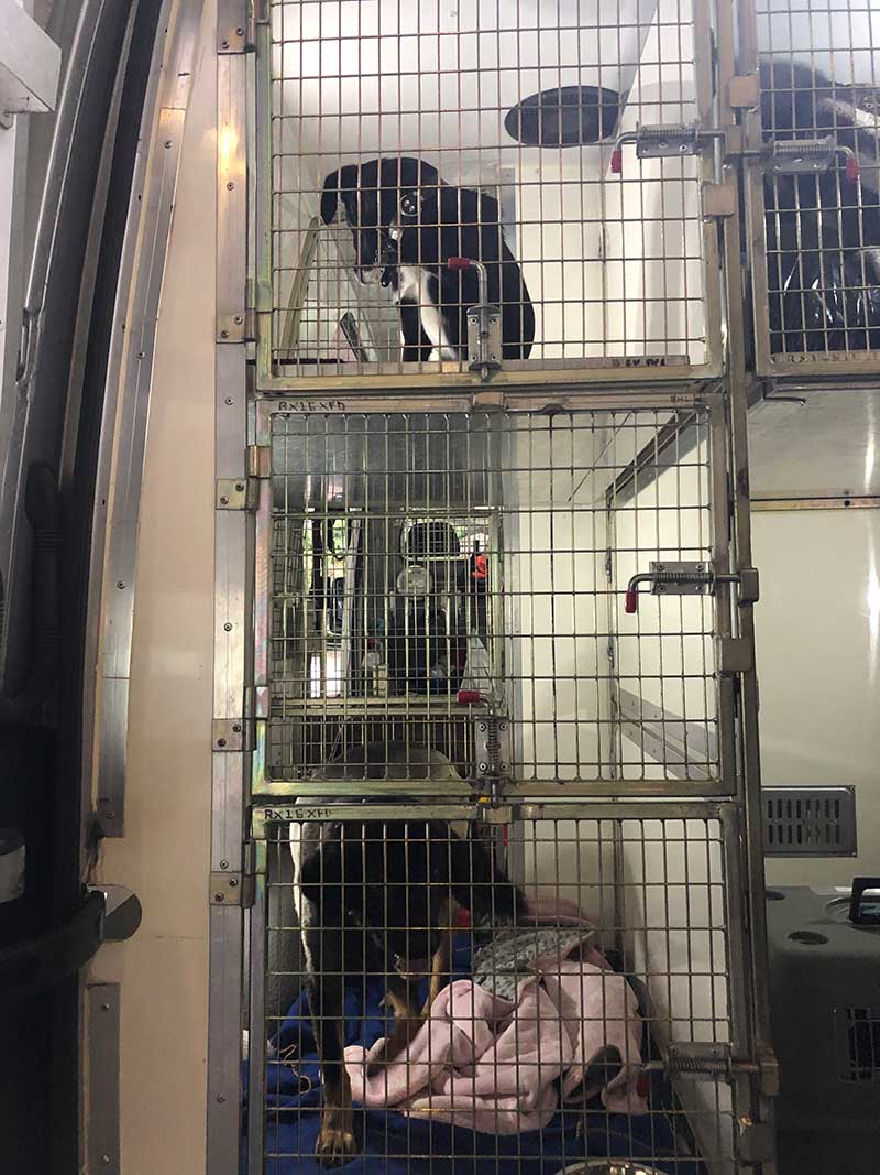 We transferred the dogs, and Grizzly (who was still quite grumpy!) to the van