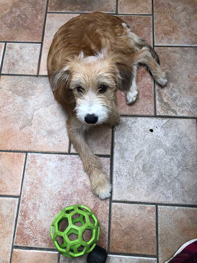 Coco stayed with courier J for a few nights until Melissa got back to the UK. She proved to be the perfect houseguest