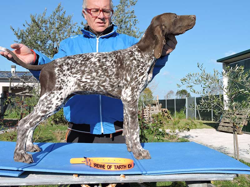 Pointer pups: Brienne