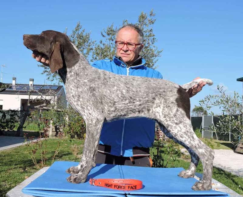 Pointer pups: Face