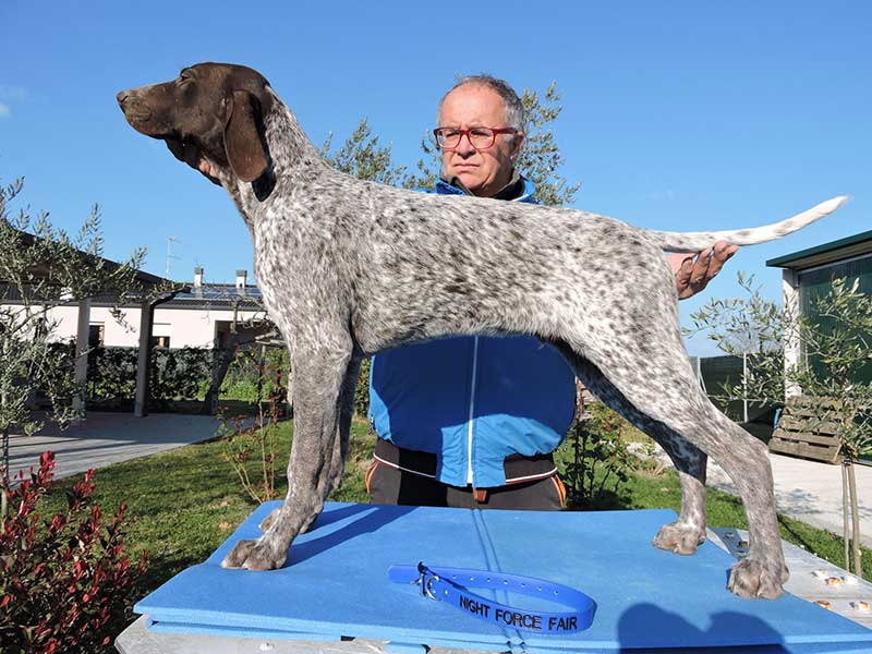 Pointer pups: Fair