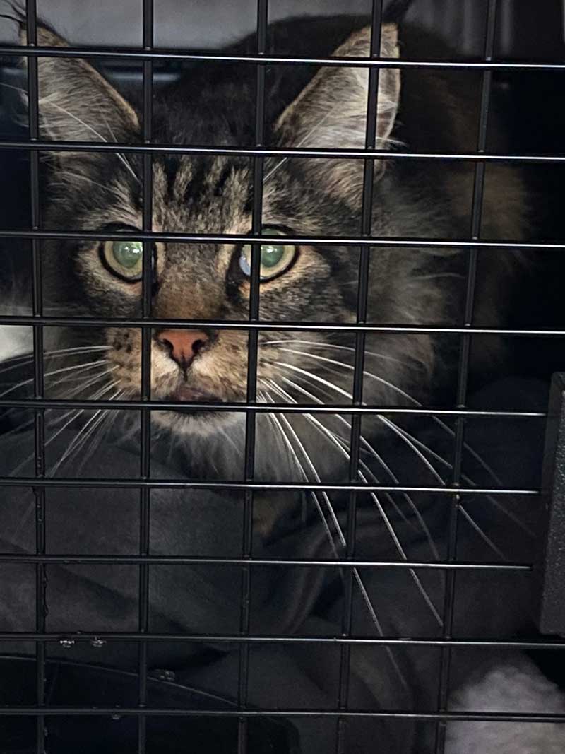 Maine Coon cats: Handsome Ike