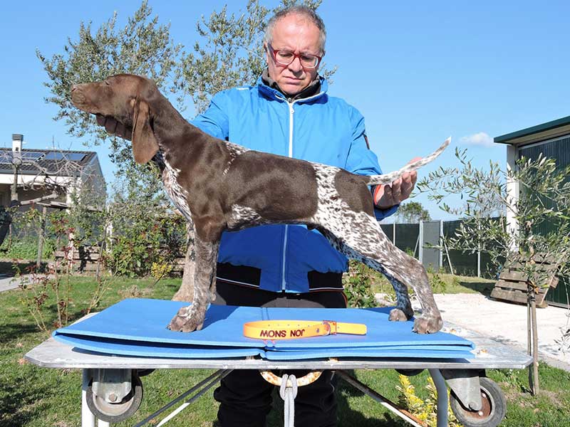 Pointer pups: Jon Snow
