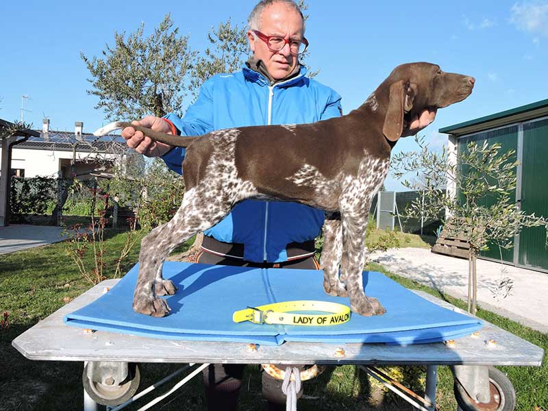 Pointer pups: Lady of Avalon