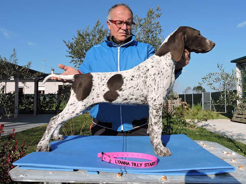 Pointer pups: Lyanna