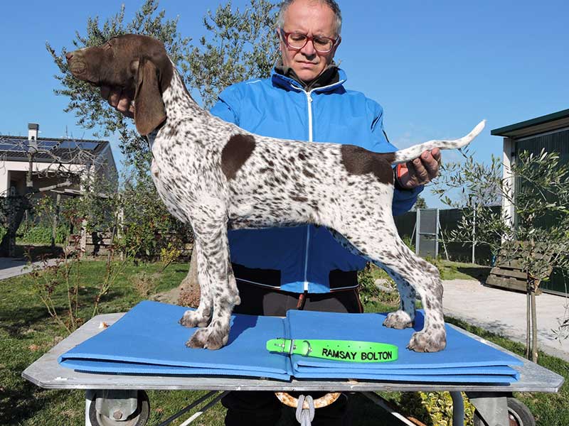 Pointer pups: Ramsay Bolton