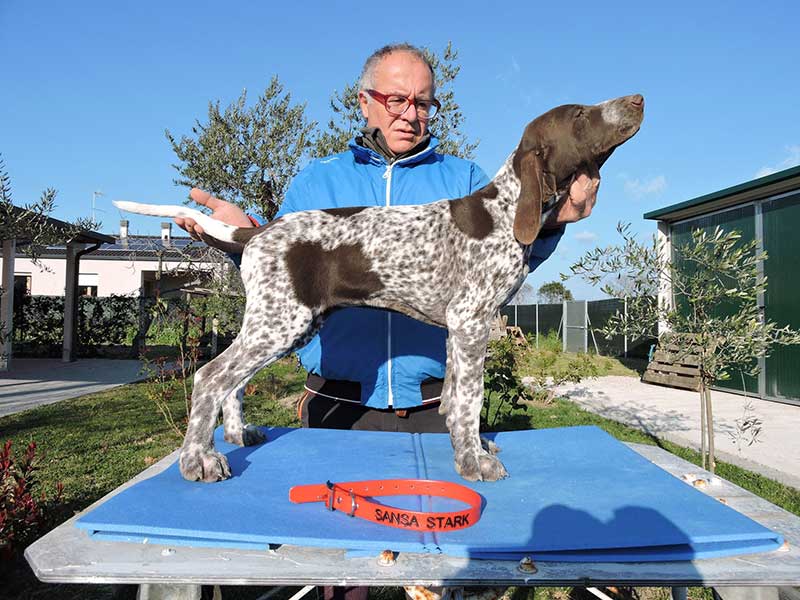Pointer pups: Sansa