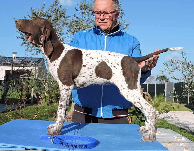 Pointer pups: Talisa