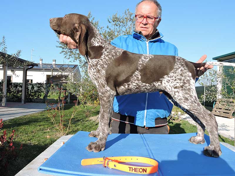 Pointer pups: Theon