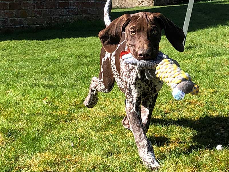 Looks like Jon Snow already has a favourite toy!