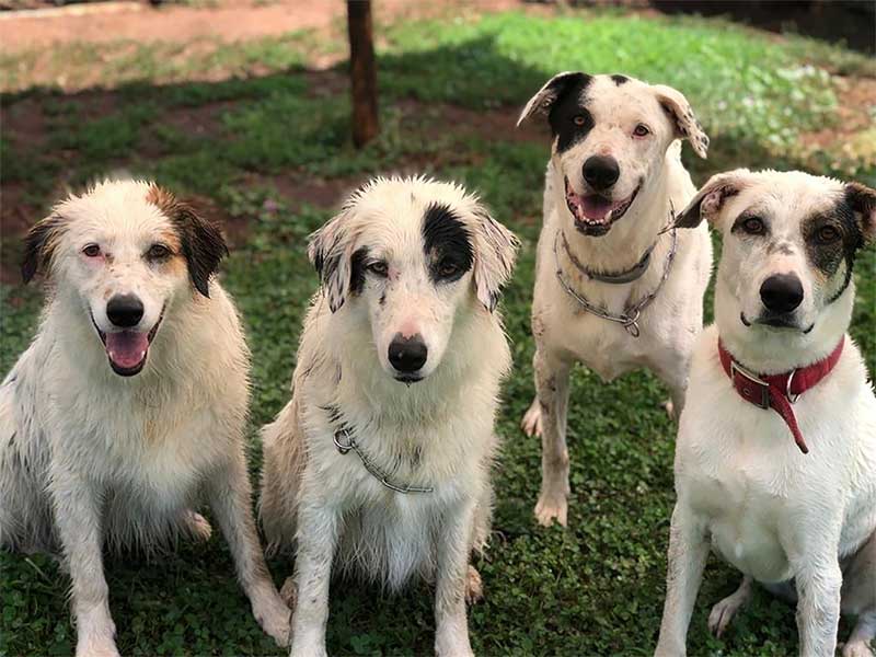A fine quartet