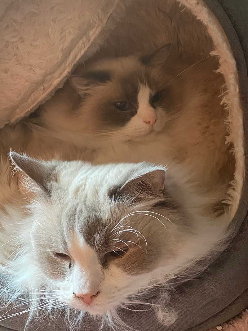 Snuggly pair Bleecker and Biggles