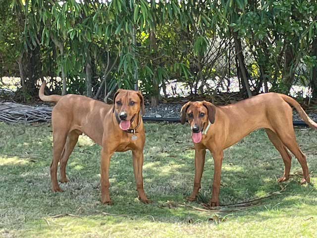 Leo happily reunited with his sister Ruby