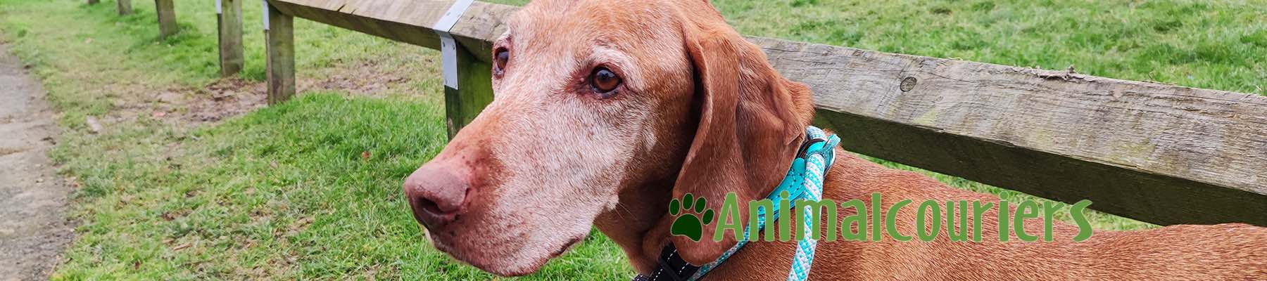 Beautiful old dog