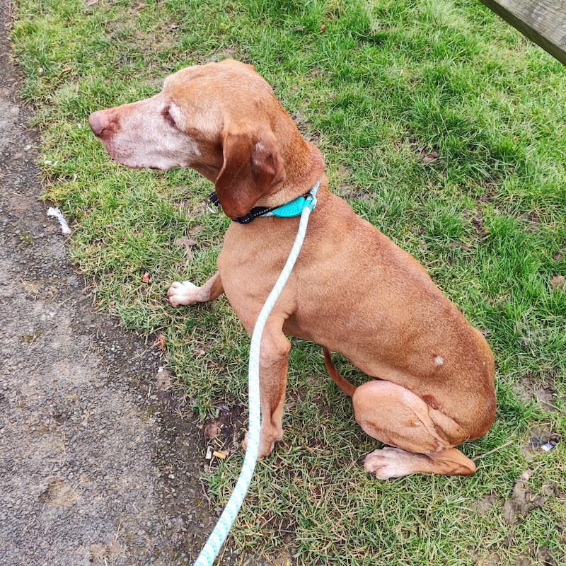 …Rex is also a very well behaved fellow…