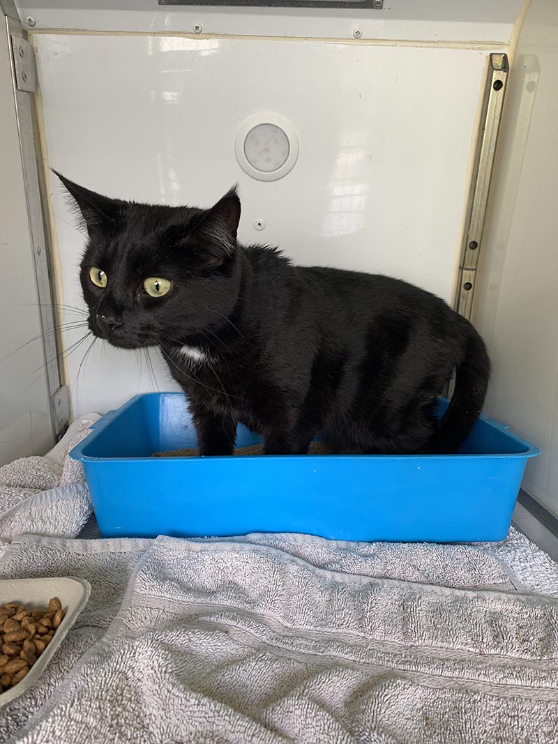 a dog and two cats heading to Spain and Portugal : Here's Miia — Chucky was somewhat camera shy