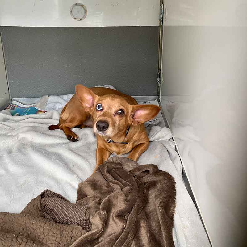 Valentina has the best ears!