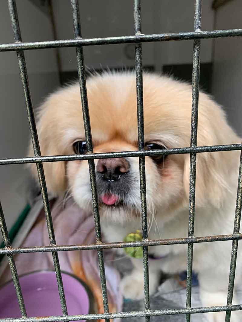 Who could resist Lucky's cute little face?
