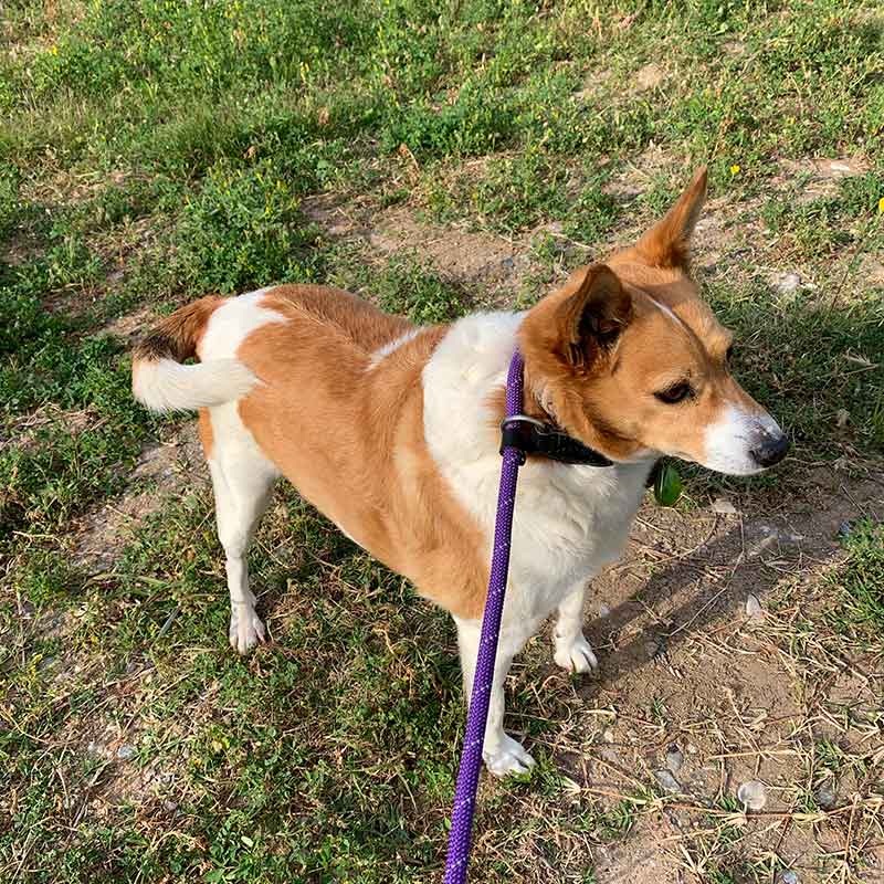 Mrs Pickles enjoying a leg stretch