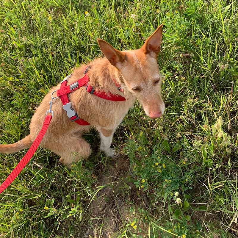 Shippo loving a walk