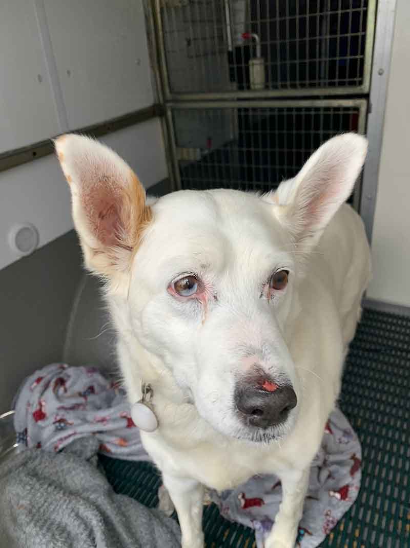 Handsome Echo, a very alert Husky/Border Collie cross