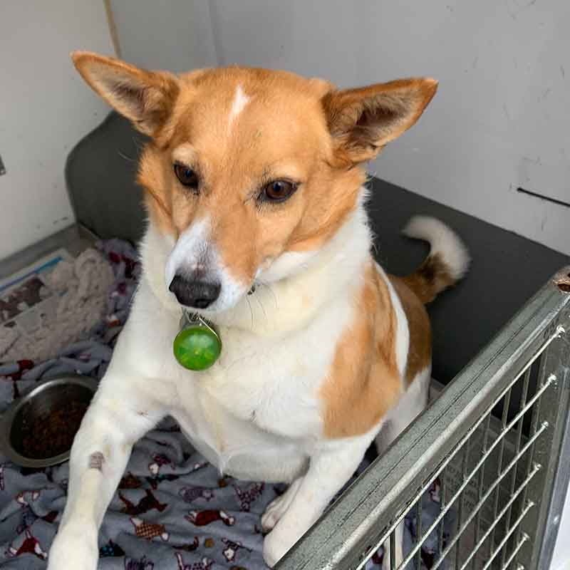 a dog and two cats heading to Spain and Portugal : Friendly Mrs Pickles, a Podenco cross