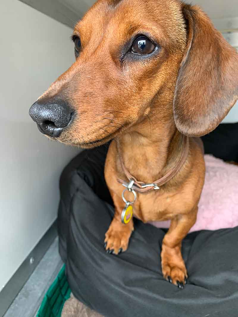 Beautiful Duchess