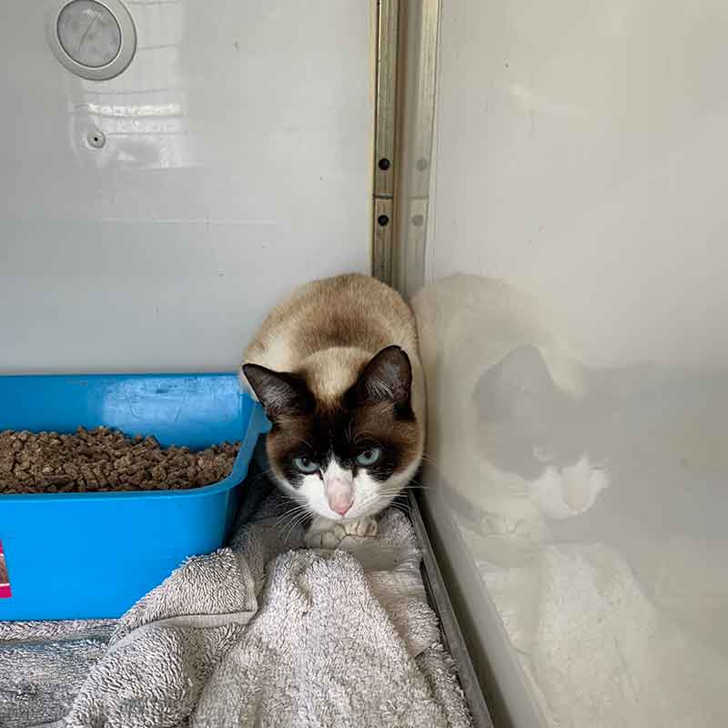 Adorable Mrs Pusscat, a Siamese