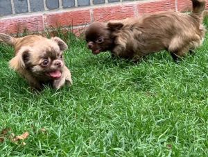 Maple and Mallory