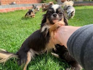Piper