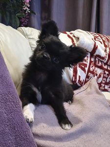 Suki