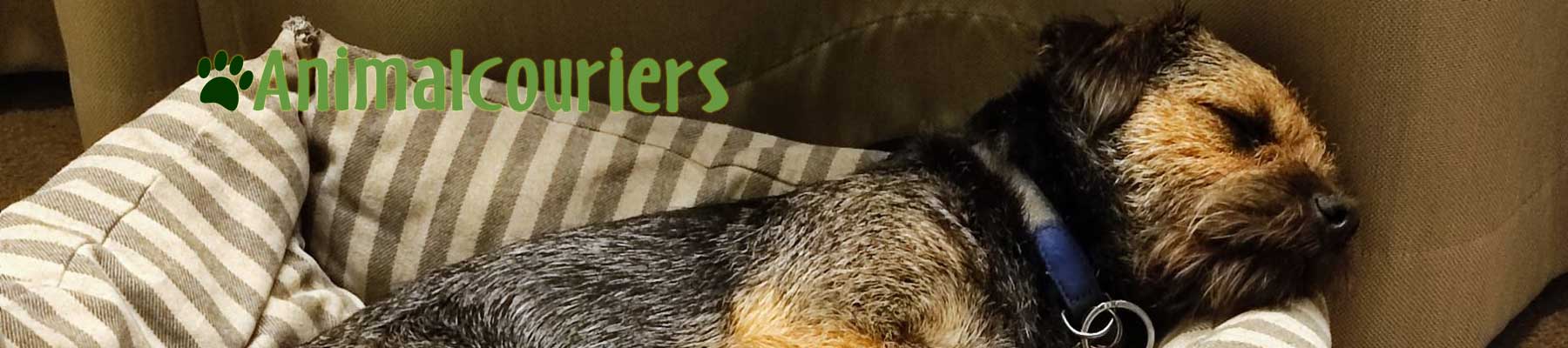 Gorgeous terrier