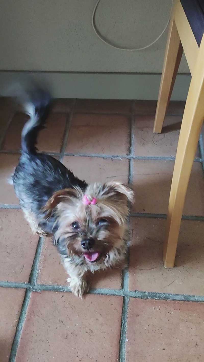 A round-up of pets: Tiny Yorkshire Terrier Bekas travelled with us from Lisbon in Portugal to Kent. Here she is chilling out in our courier's hotel room in France.