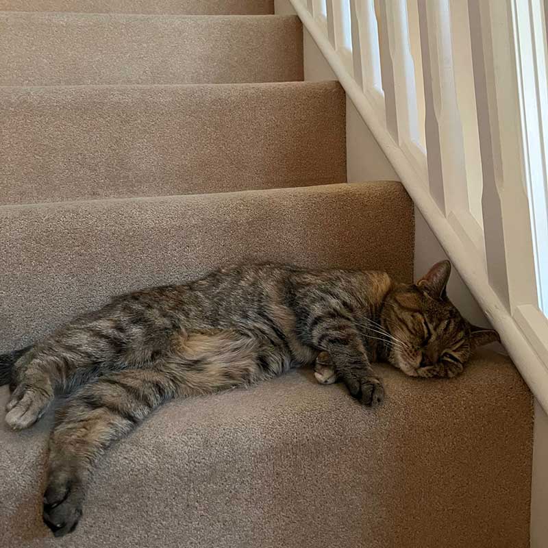 Darling Betsy made the journey from Munich in Germany to Portishead as her owners were relocating. From the photo they sent, it's clear she's settling in well to her new home.