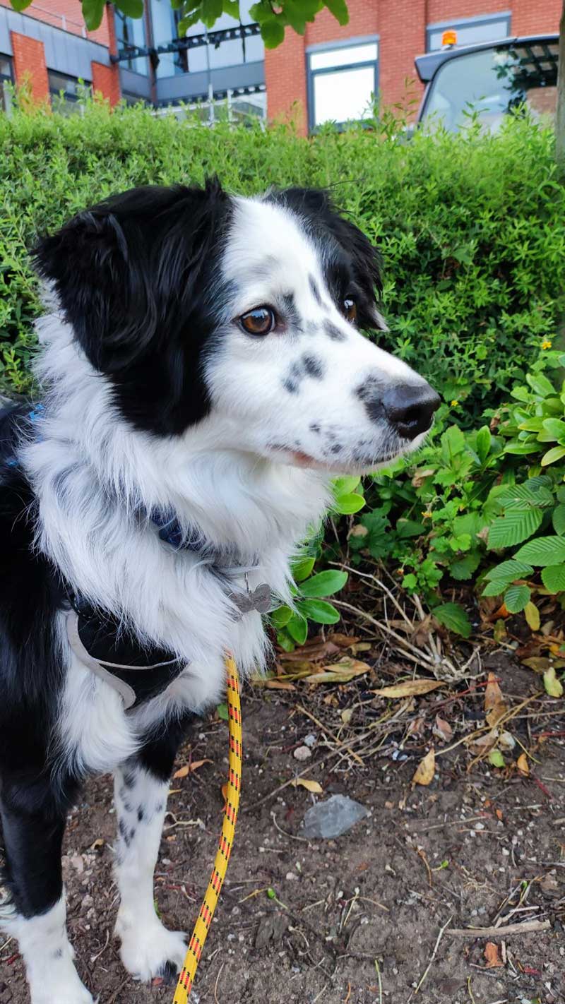 A round-up of pets: Courier Trevor collected handsome Border Collie Buck in Dublin, Ireland. Courier John then took over his transport to join his family in Italy.
