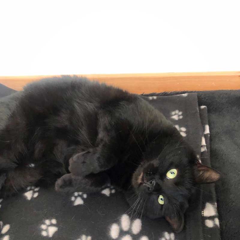 We transported Chester and Luna from Surrey to Luxembourg. Meet cool cat Chester...