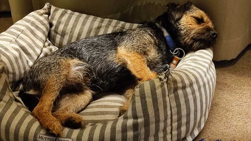 Dear Chip, a Border Terrier, joined us in London for his journey to Austria. Here he is fast asleep in our courier's hotel bedroom.