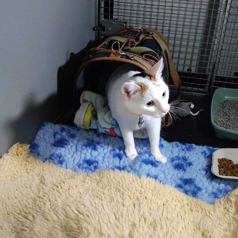 A round-up of pets: Freya's owners asked us to transport her as they were relocating from Lucerne in Switzerland to Lancashire. It was our pleasure to have this delightful girl on board.