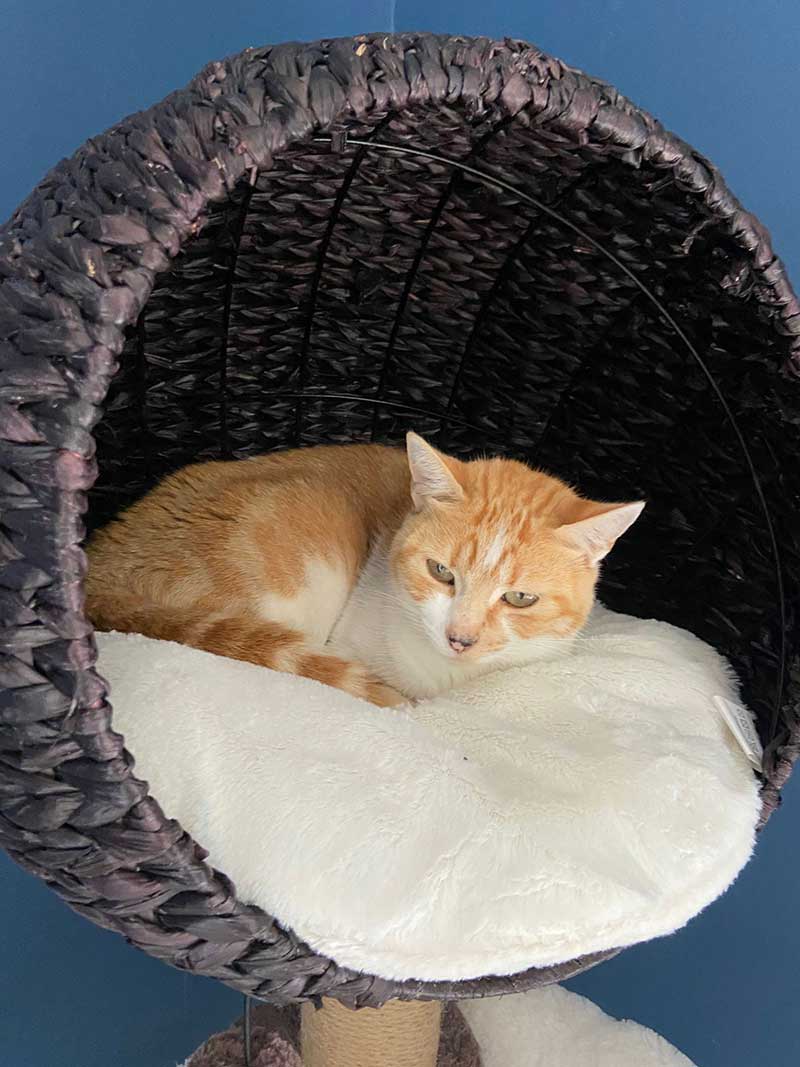 A round-up of pets: Gingerbread, a relaxed (and well named!) ginger tabby!