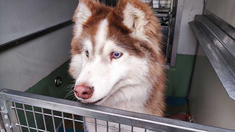 We love Kesuk's blue eyes! This stunning Husky/Malamute cross started his journey in Belfast, Northern Ireland. He travelled with us all the way to Greece to rejoin his family.