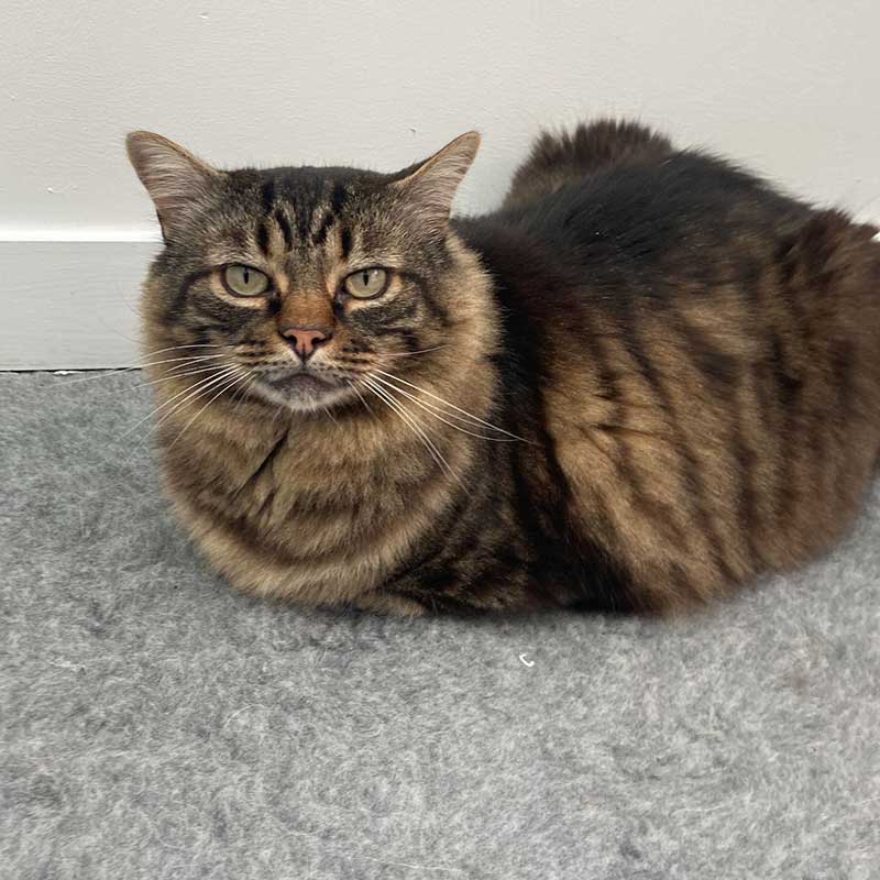 Lucky, loafing