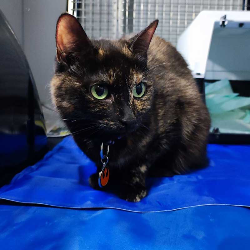 A round-up of pets: We called in at a very luxurious cattery in Bavaria, Germany, to collect Luna and Reed. They travelled with us to join their owner in Stockton on Tees. Here's beautiful Luna...