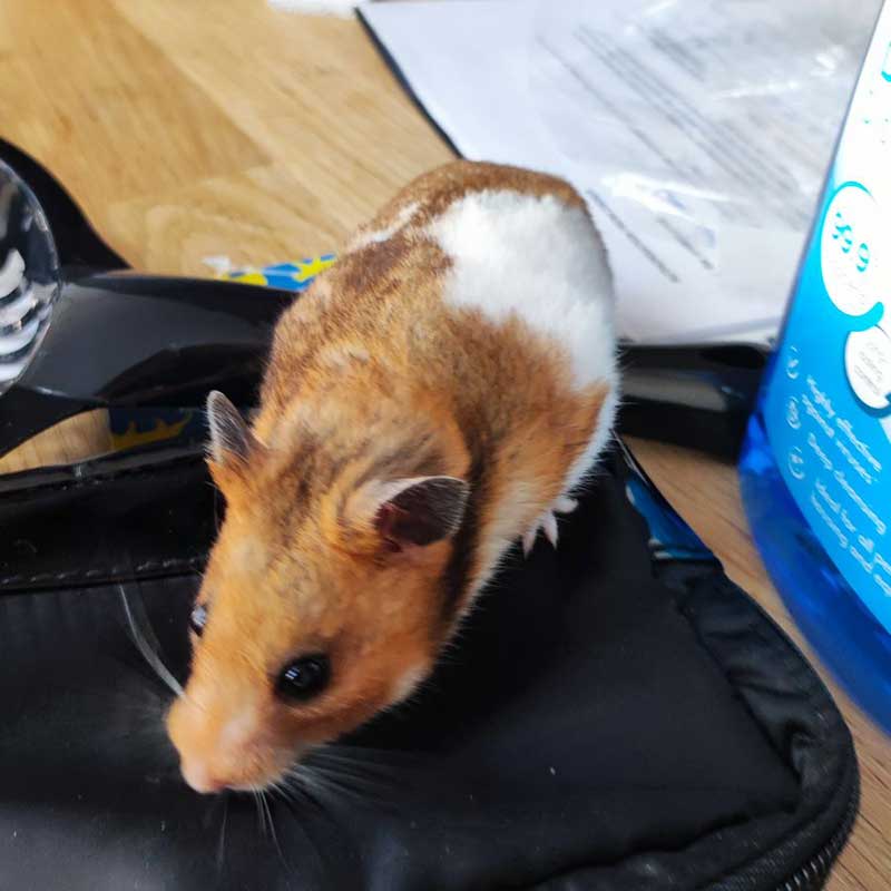 And cute Nutmeg the hamster makes five