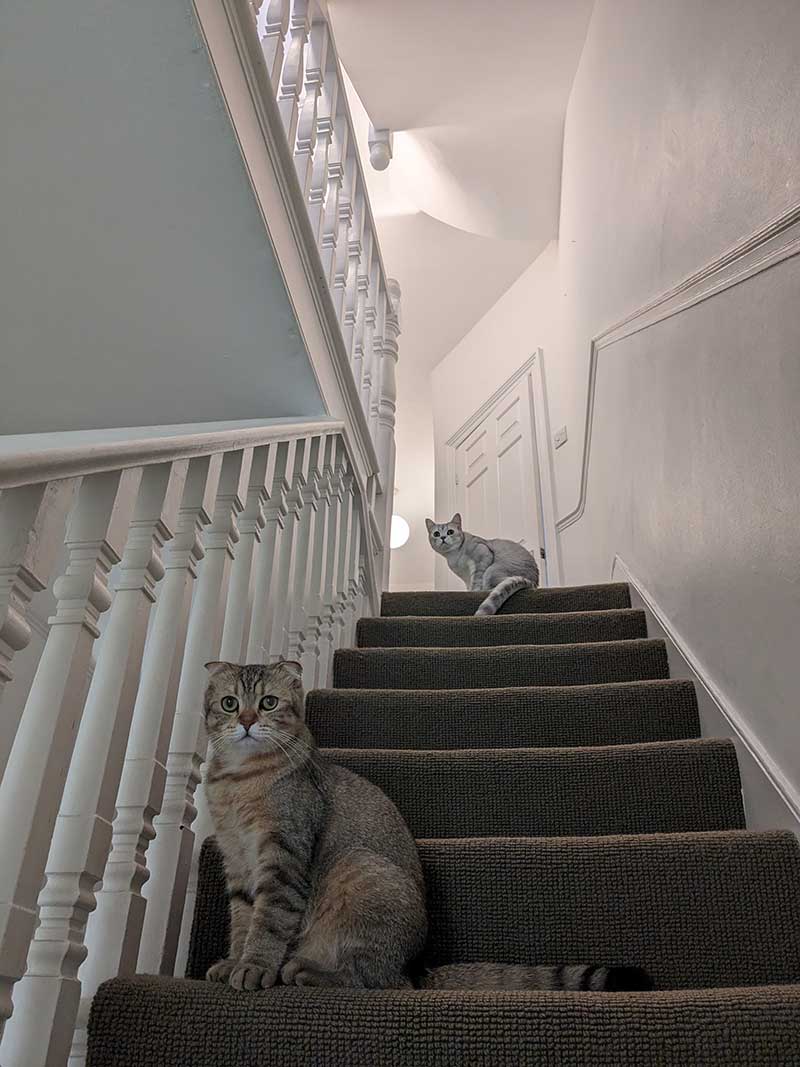 Stairs are still a novelty for Jasper and Maple, but Steve reports they're getting the hang of them!
