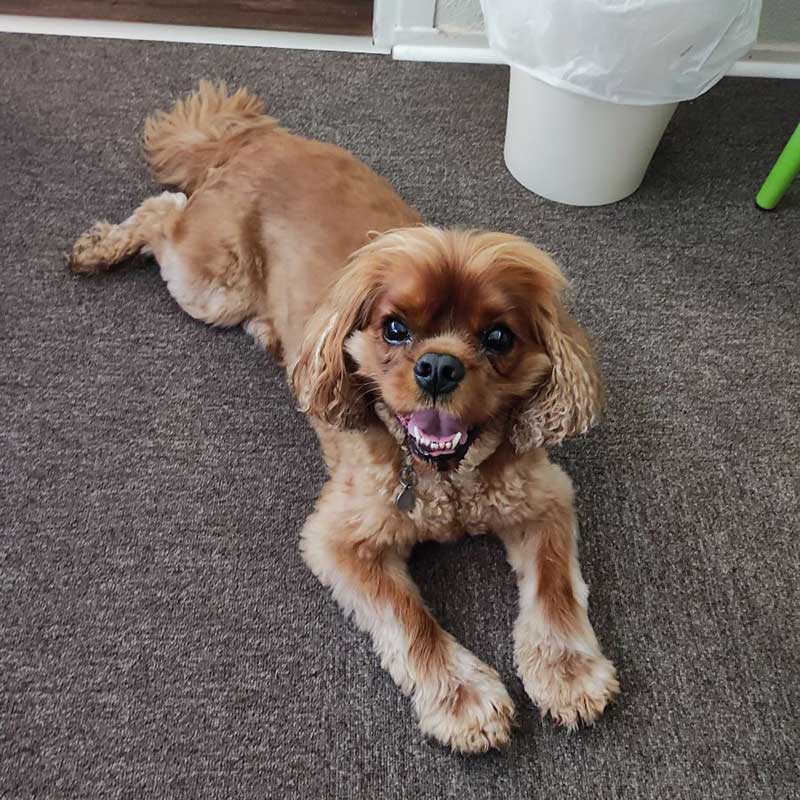 Sleek and silky King Charles Spaniel Rocky hopped on board in London for his journey to the south of France.
